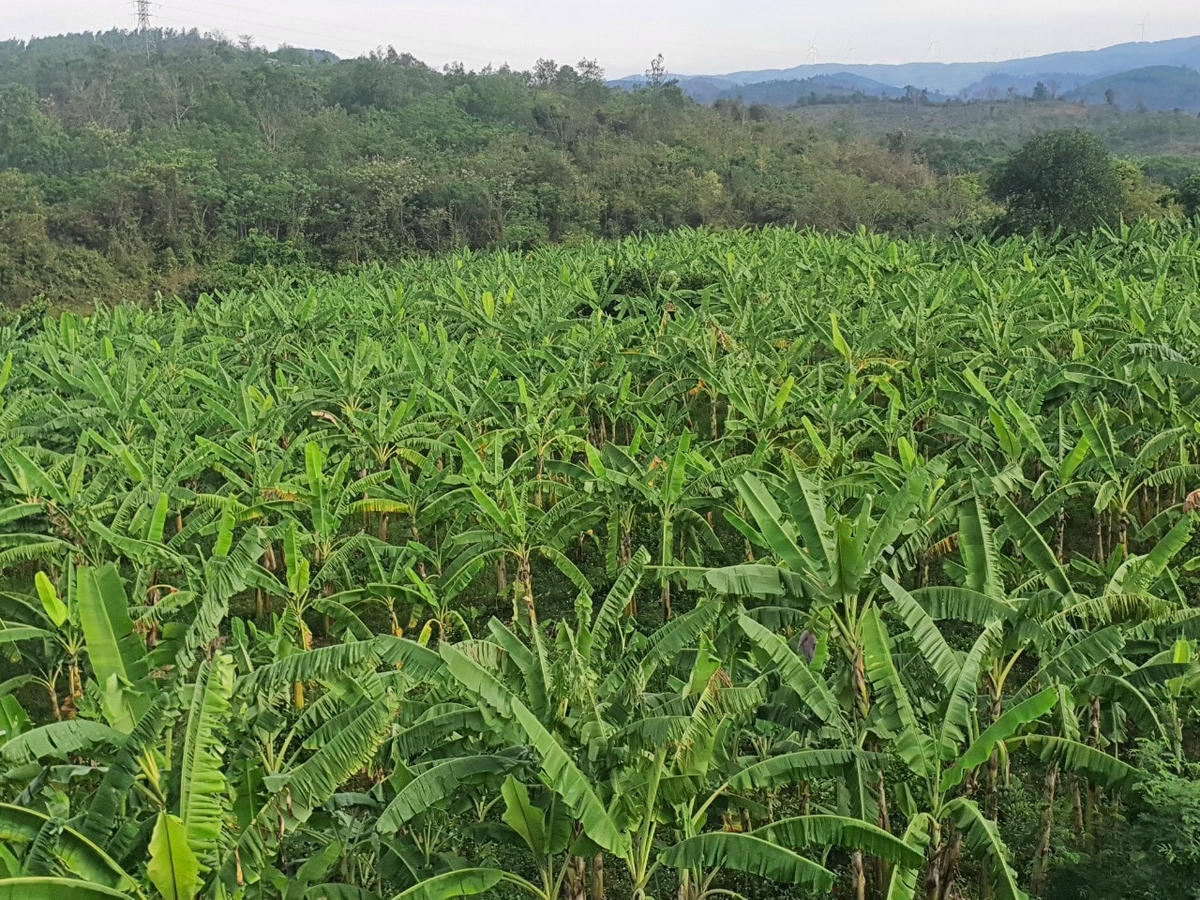 Tại huyện Hướng Hóa, cây chuối mật mốc đang được sản xuất trên quy mô lớn.
