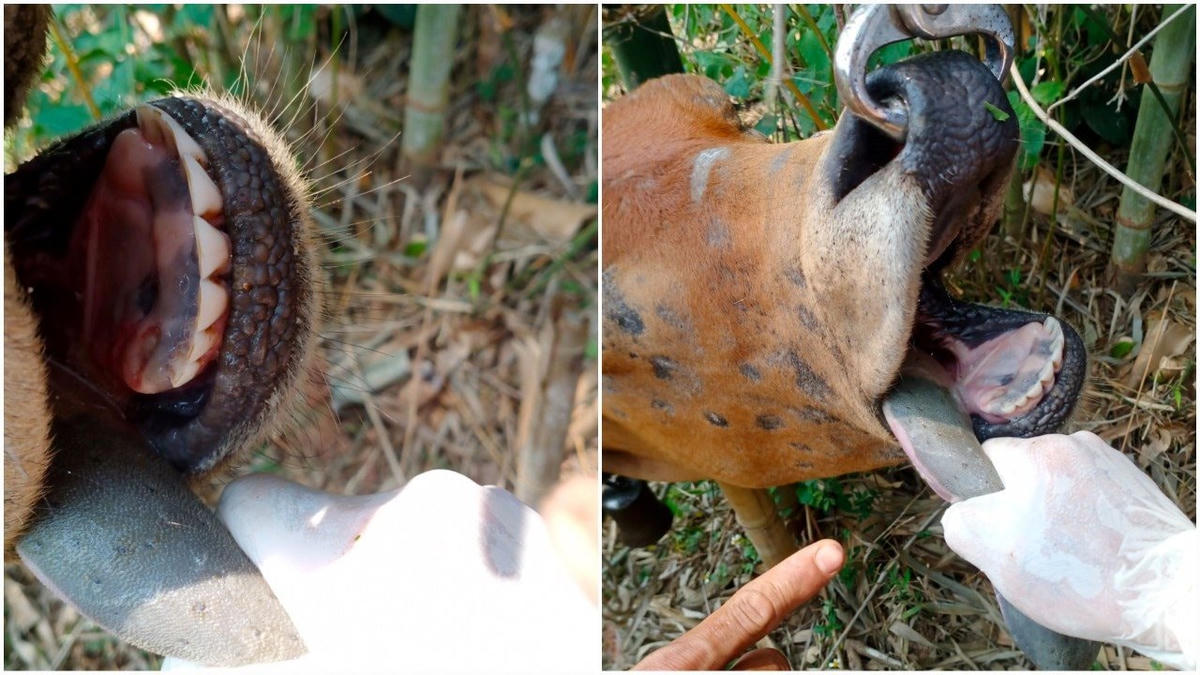 Trâu, bò tại thôn A Xóc Lìa nghi bị lở mồm long móng. Ảnh: CTV.