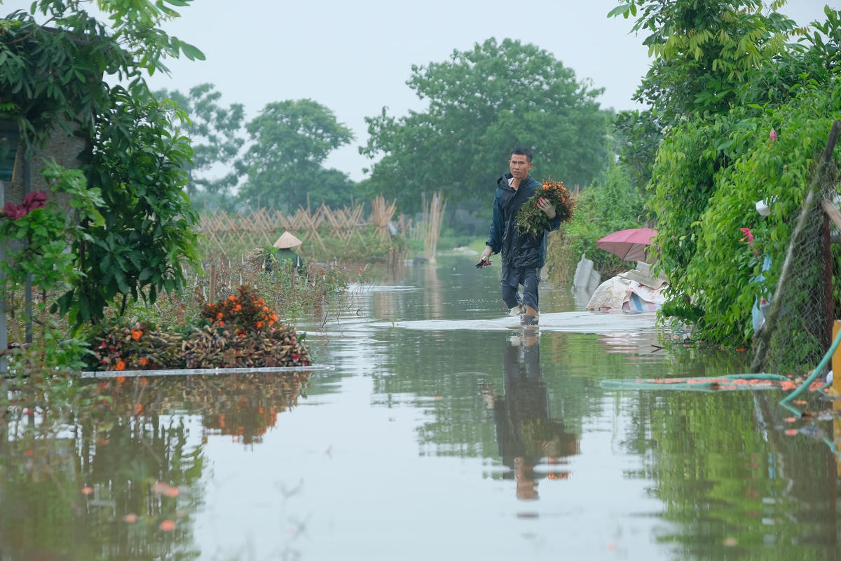 Đông Anh, Hà Nội: Cà chua, hoa hồng ngập nước, dân cắt mang bán không kịp