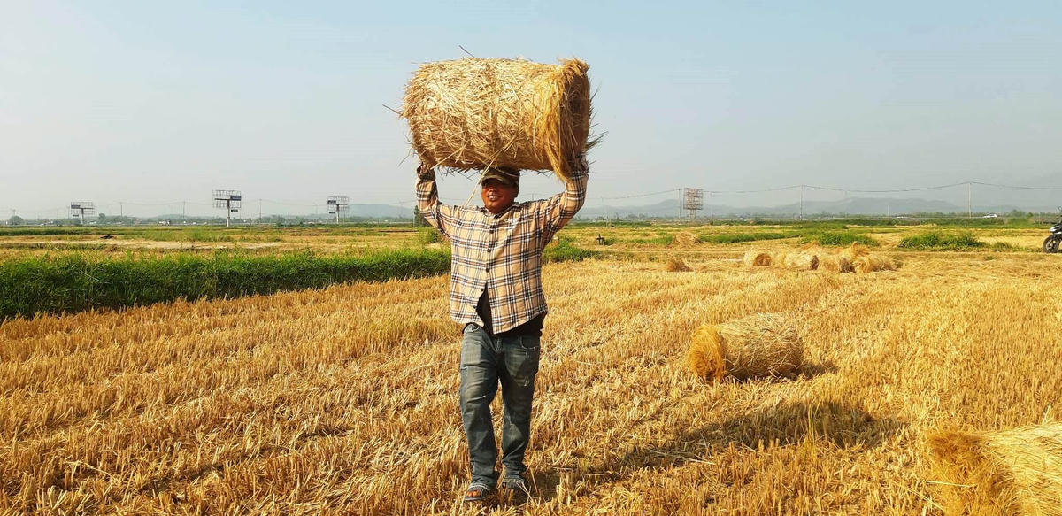 Đội nắng và đội rơm giữa thời tiết mùa hè nắng nóng khủng khiếp.