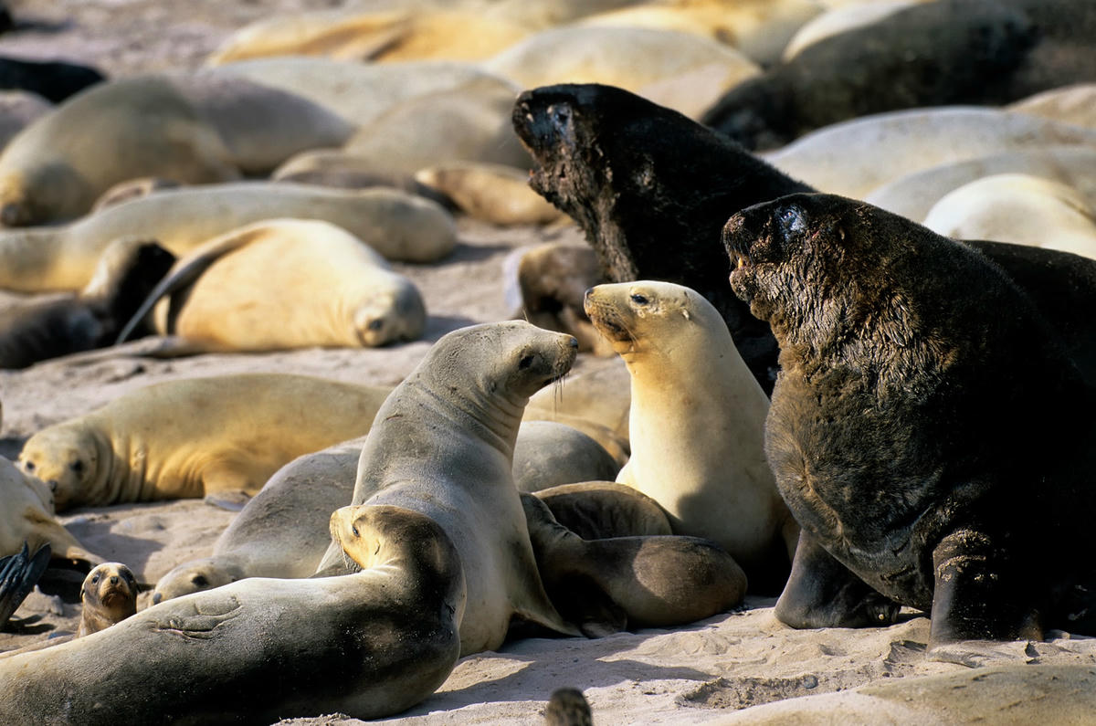 Chu kỳ sinh sản theo mùa là một thời điểm quan trọng đối với loài sư tử biển. Ảnh: CNN.