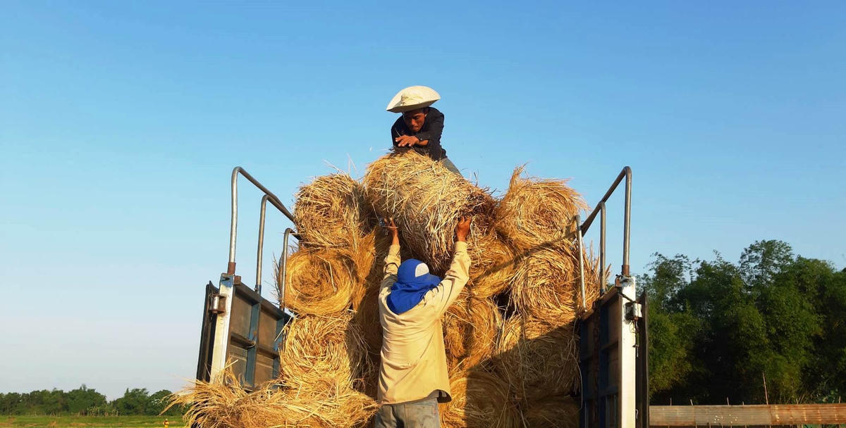 Người dân cần mẫn lao động trên cánh đồng ruộng.