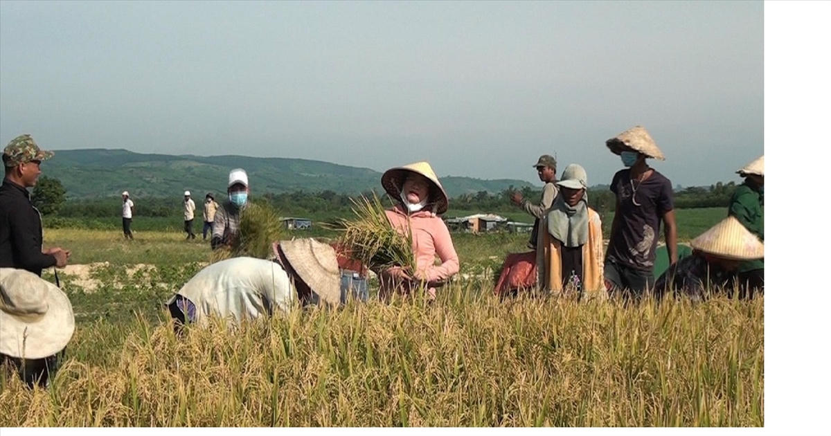 Người dân miền núi tập trung phát triển sản xuất, nỗ lực vươn lên thoát nghèo.