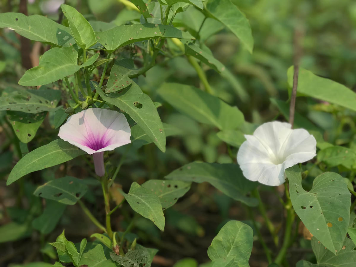 Hoa rau muống. Ảnh: Việt Khánh.  