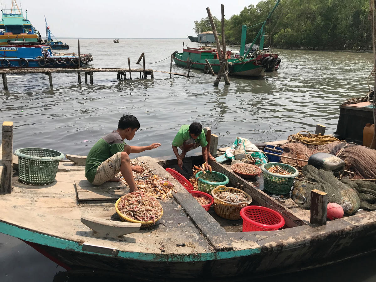 Cha con anh Luận đang phân loại tôm.  