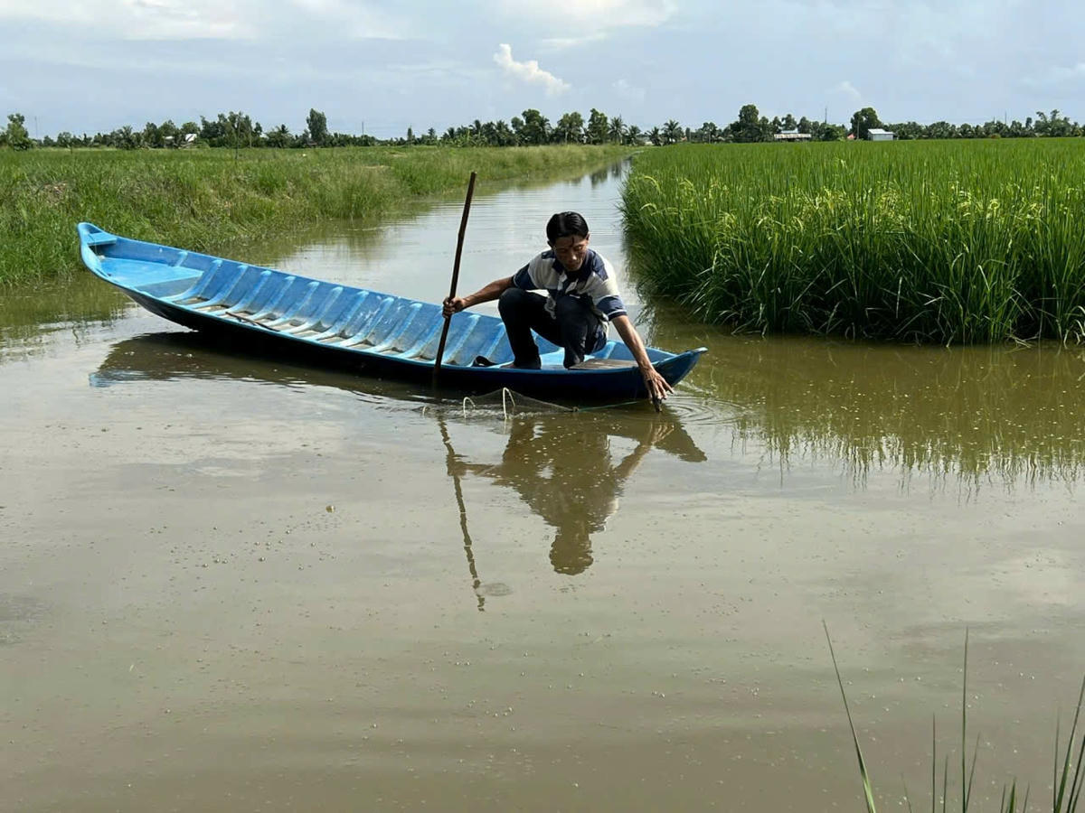 Ảnh 1 Nông dân cà Mau thu hoạch tôm trên ruộng lúa.