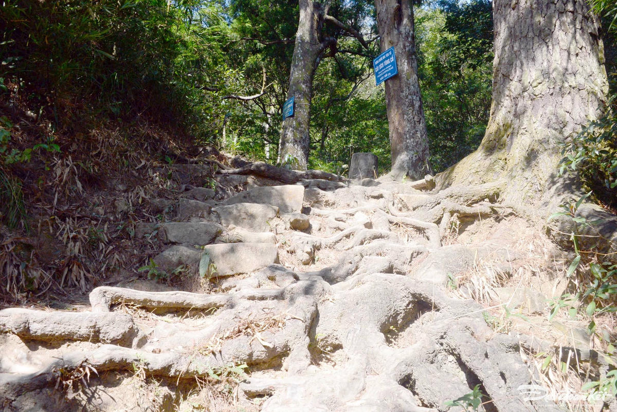 Bước chân qua những cội rễ của đường Tùng. Ảnh: Nguyễn Quý.