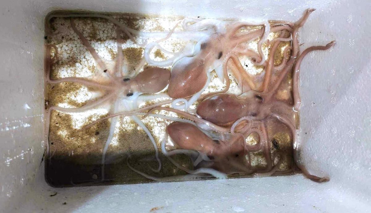 Bạch tuộc bắt được người dân bỏ vào thùng xốp.