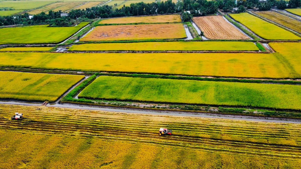 Ảnh 3 Vùng ĐBSCL cung cấp khoảng 90% lượng lúa xuất khẩu