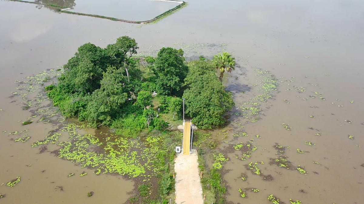 Muốn vào gò để xem quần thể lộc vừng, mọi người phải đi qua con đường bê tông nhỏ. Ảnh: Tuấn Trung