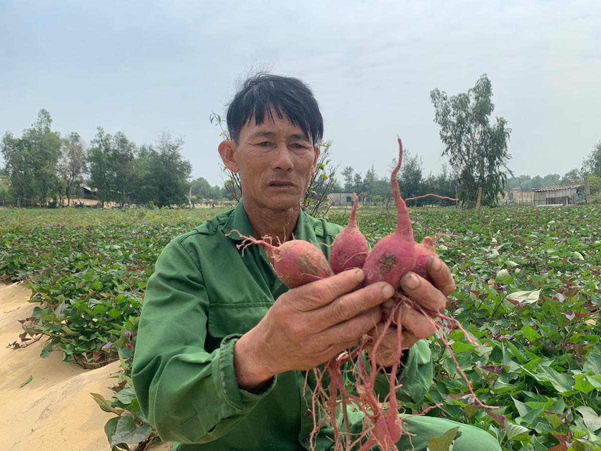 Những củ khoai lang tím được ông Học thu hoạch.