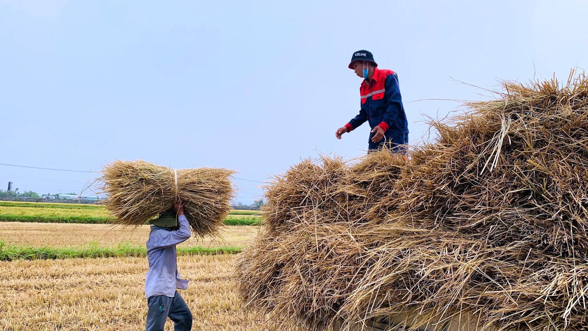 Những người nông dân "đội" nắng để chở rơm về nhà.
