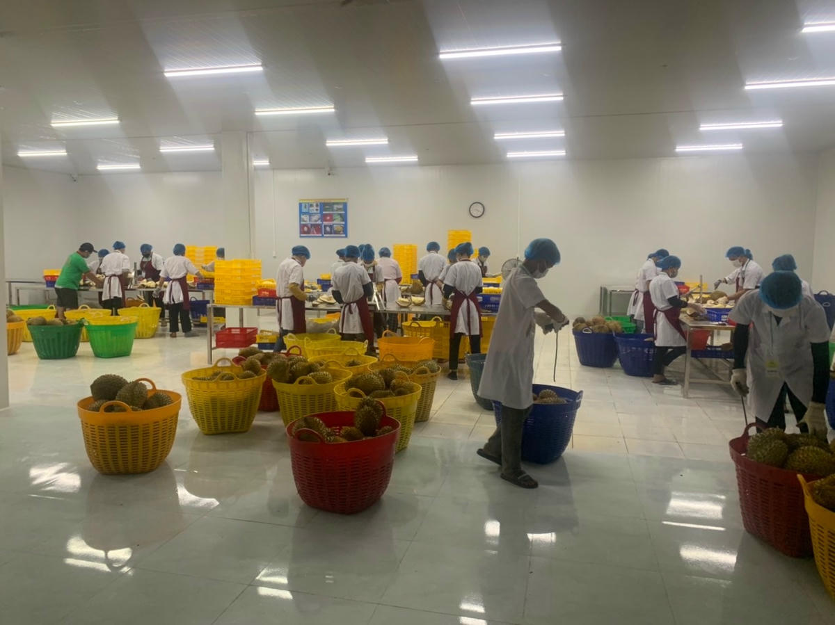 Nơi chế biến sầu riêng cấp đông trên địa bàn huyện Krông Pắc.