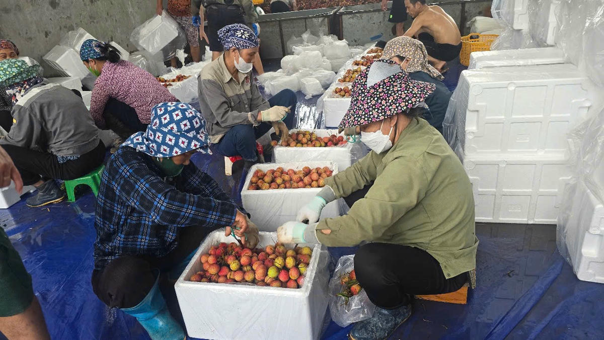 Vải Hải Dương được thu hoạch, phân loại trước khi bày bán ra thị trường. Ảnh: CTV.