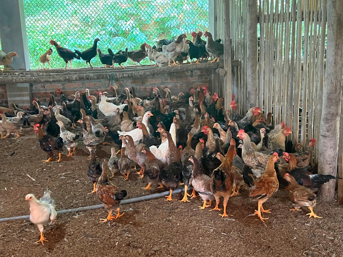 Ban đầu thực hiện anh gặp khó khăn trong việc tìm giống gà thuần chủng do loài gà này thường được nuôi rải rác tại các nhà dân. Anh phải đi gõ cửa từng nhà để tìm kiếm, sau khi có được giống gà thuần chủng, anh bắt tay vào gây giống.