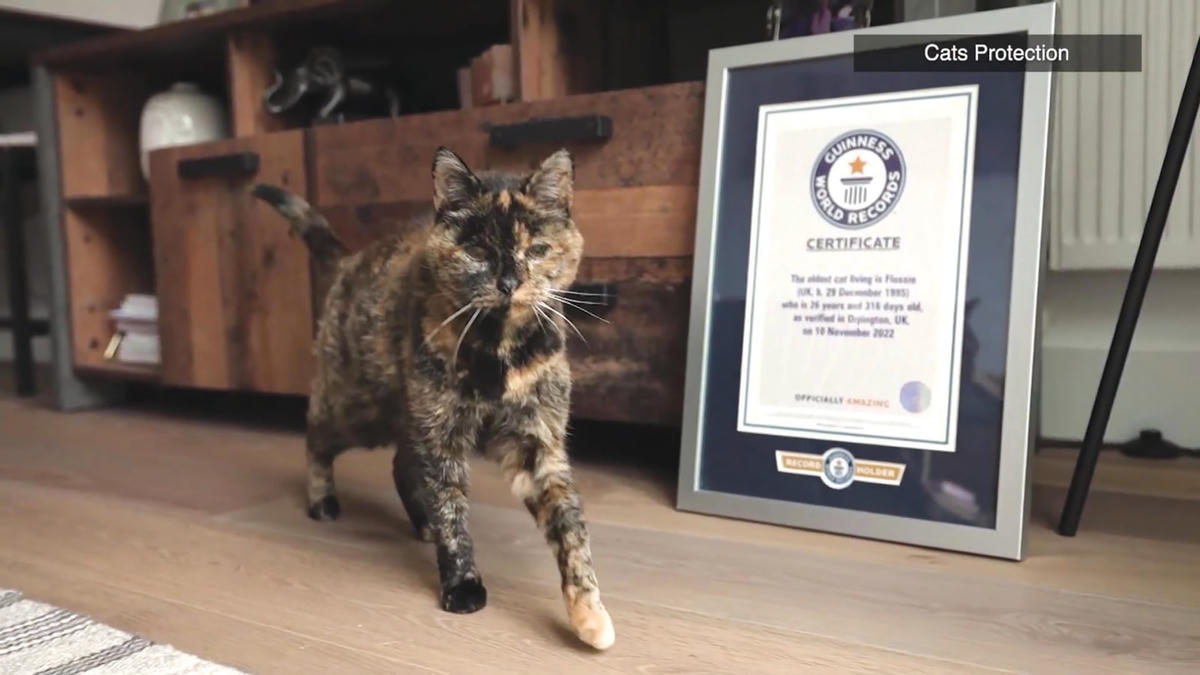 ‘Cô mèo cao tuổi’&nbsp;nhất thế giới