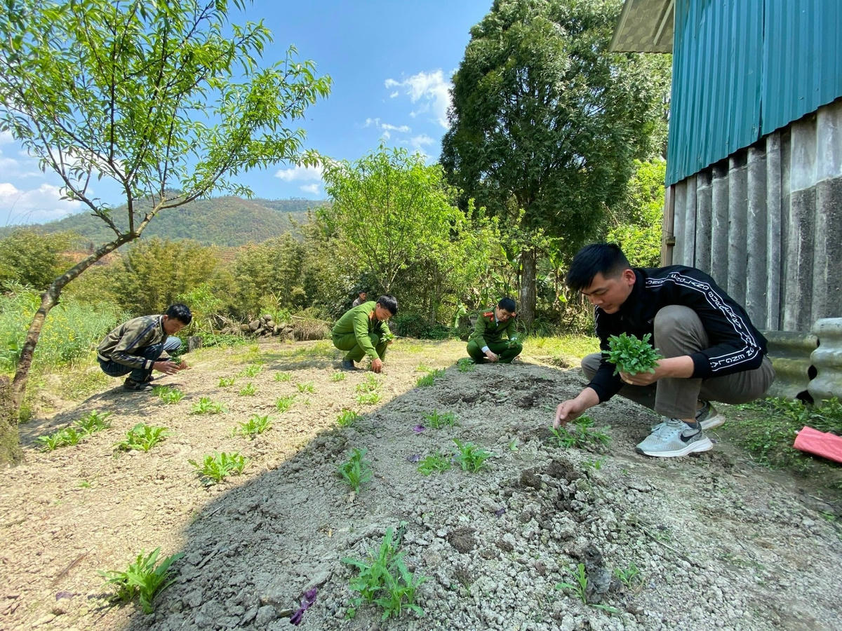 Những cây thuốc phiện non được lực lượng chức năng nhổ bỏ. Ảnh Tuấn Nguyễn