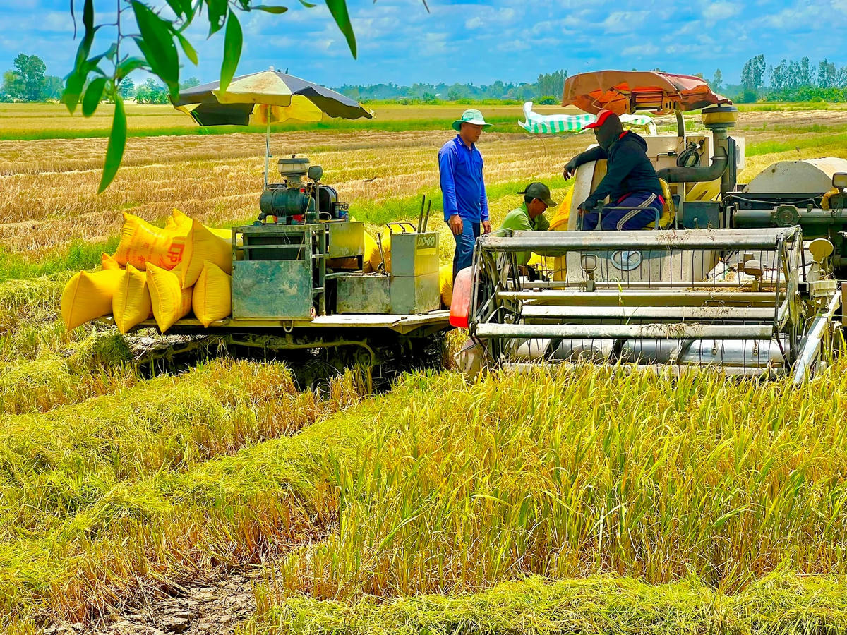 ẢNH 2 Giá lúa giảm sâu so với đầu vụ nên nông dân kém vui (1)