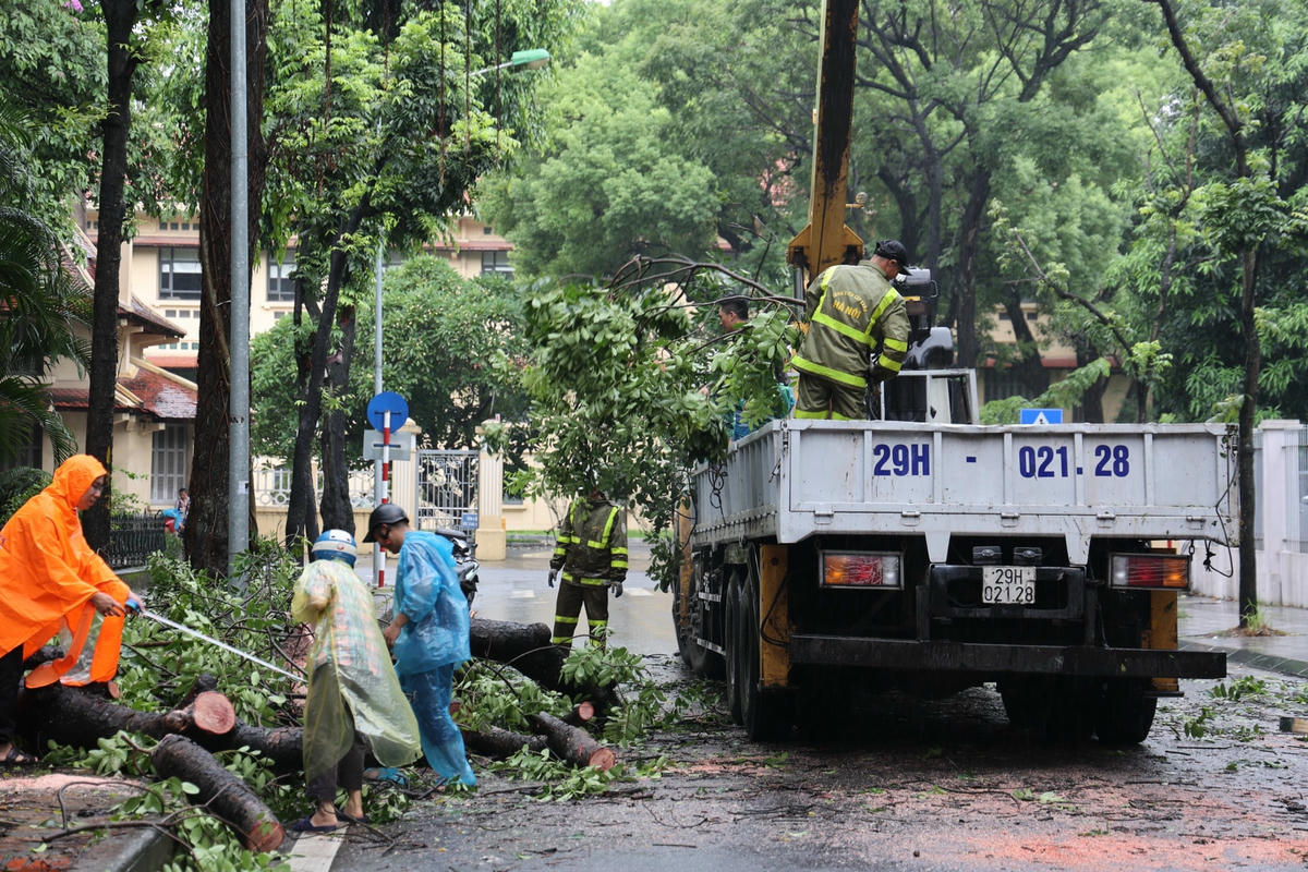 Quá trình cắt cây, dọn dẹp diễn ra khẩn trương.