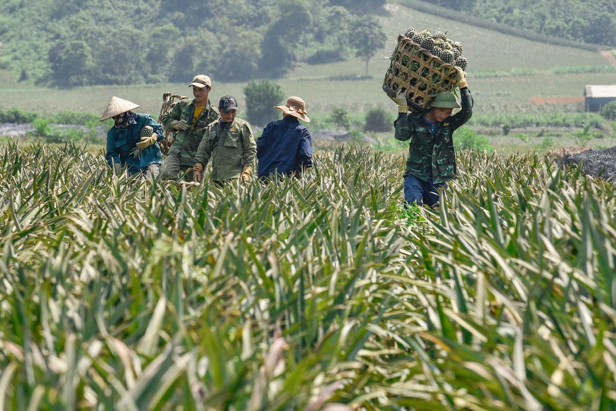 Đang là chính vụ thu hoạch nên mỗi khi có thương lái về mua, các chủ vườn phải thuê lao động để hái dứa cho kịp thời vụ. Nhiều nông dân có việc làm thời vụ nên dứa được mùa, những người đi bẻ dứa thuê cũng phấn khởi.  