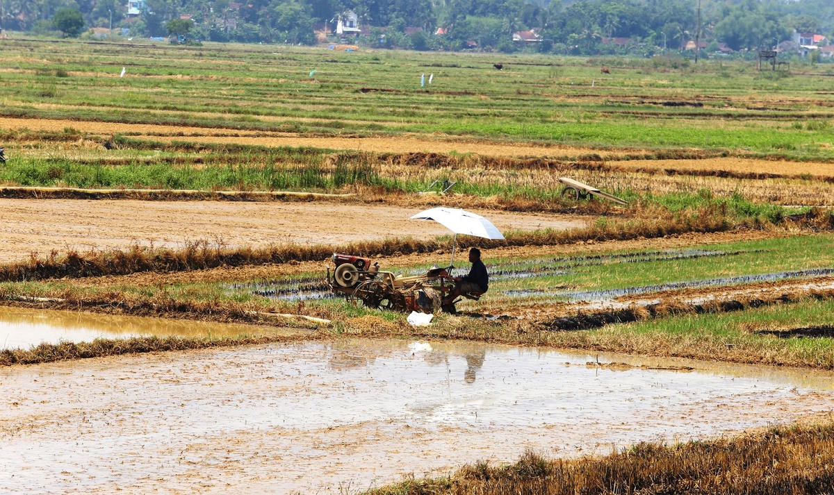 Người dân dùng ô che nắng để cày bừa trên cánh đồng.