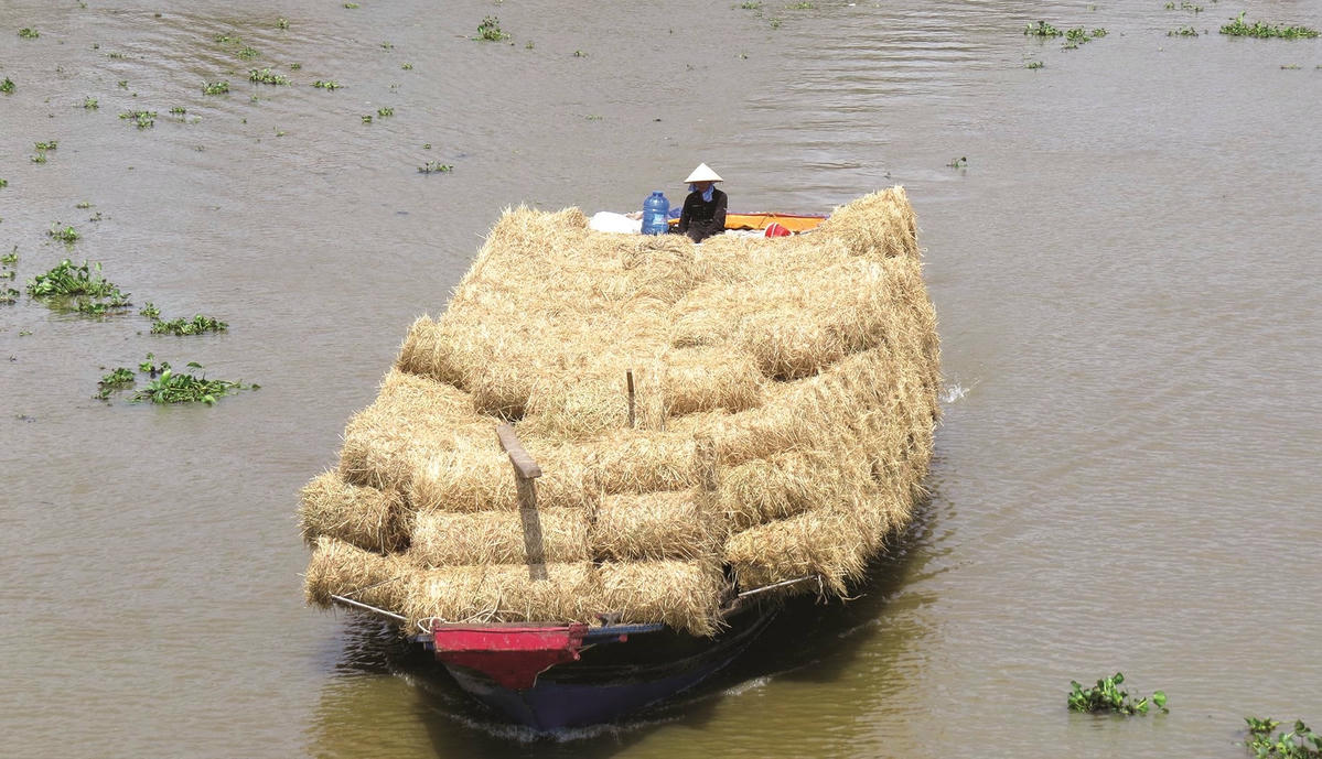 Ảnh 6-Nông dân hối hả bội thu từ rơm rạ