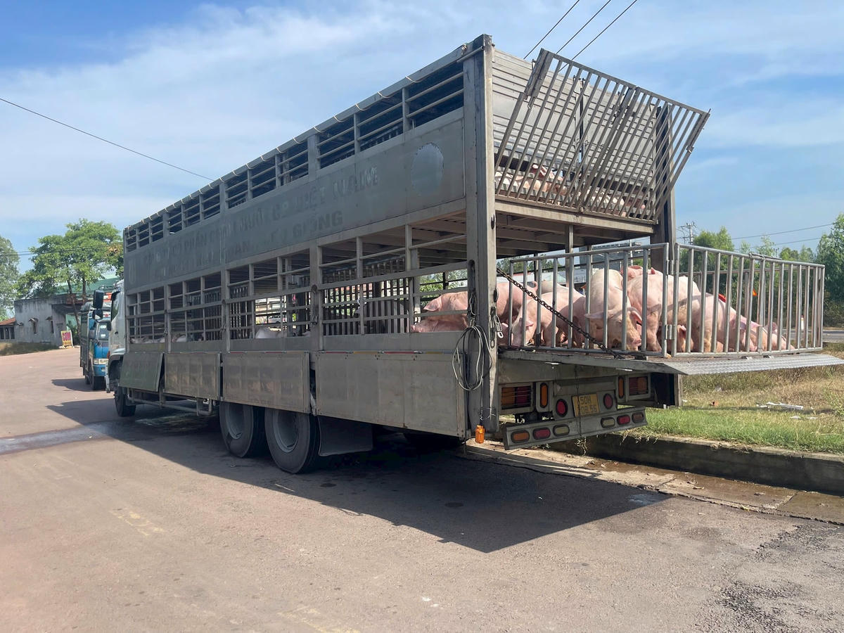 Xe tải chở heo bị lực lượng chức năng phát hiện