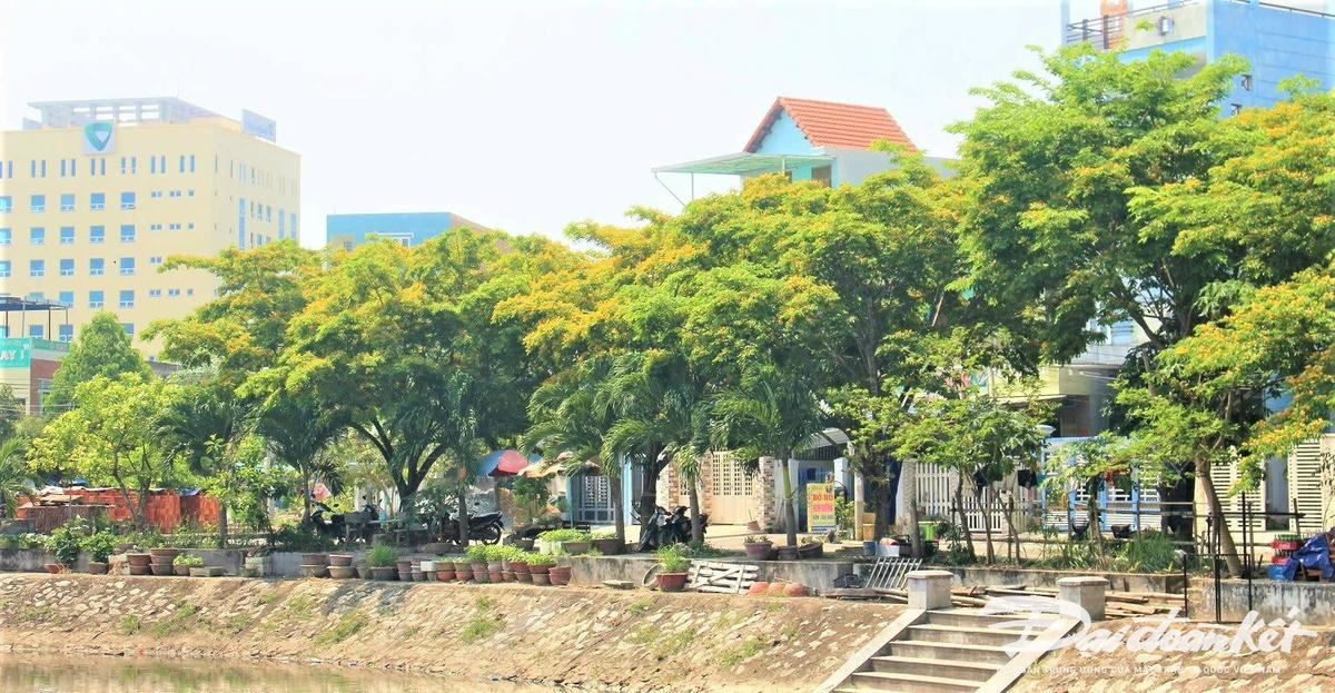 Hàng sưa ở bờ hồ điều hòa, ở TP Tam Kỳ nở hoa vàng rực rỡ. Ảnh Chí Đại.