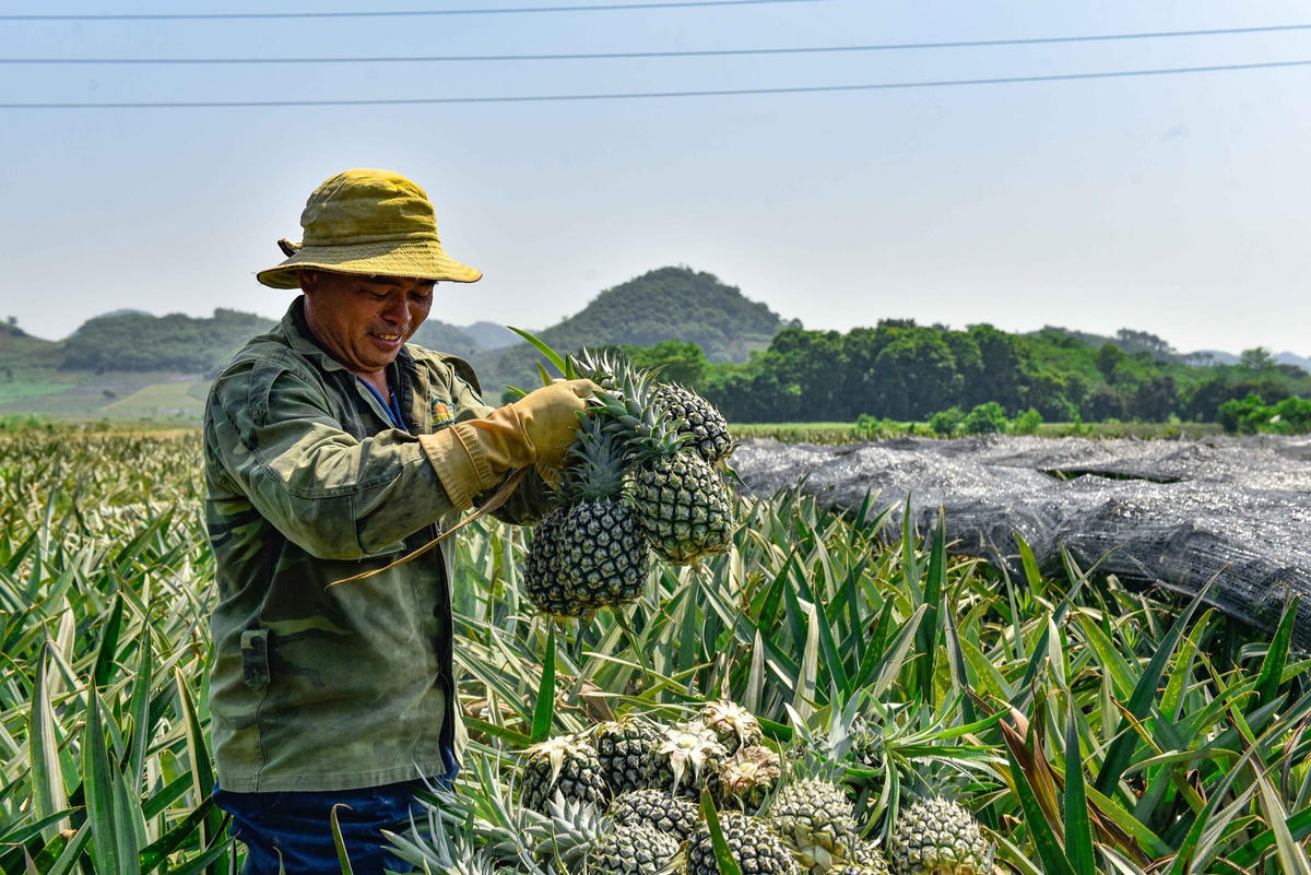 Anh Nguyễn Đình Nam (32 tuổi) cho biết, một rổ dứa đầy nặng từ 50-80 kg, được những người lao động đội từ vườn ra xe khoảng 20-30 m .