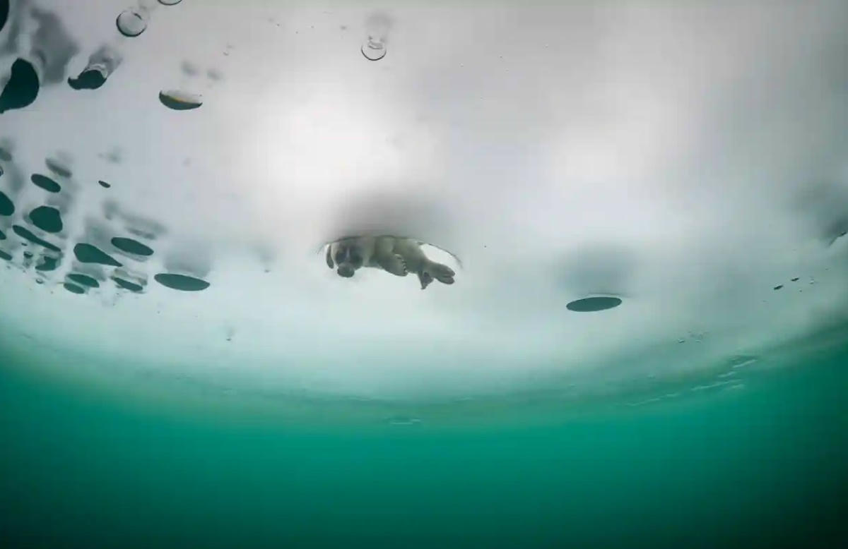 Một cái mũi tò mò xuất hiện trên mặt hồ. Ảnh: The Guardian.