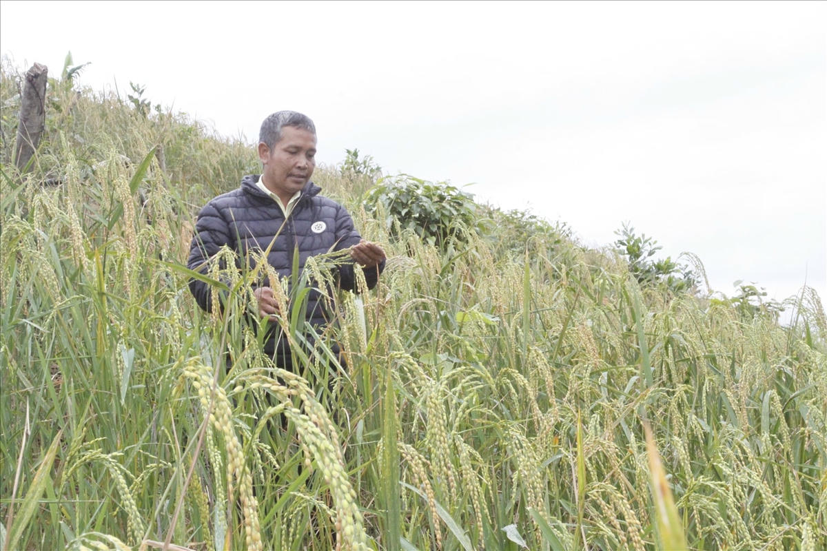 uy được tỉnh quan tâm đầu tư nhưng đời sống của đồng bào DTST vẫn còn khó khăn do tập quán sản xuất lạc hậu (trong ảnh, người dân xã Yang Ly, huyện Khánh Vĩnh trồng lúa rẫy, dựa vào nước trời).