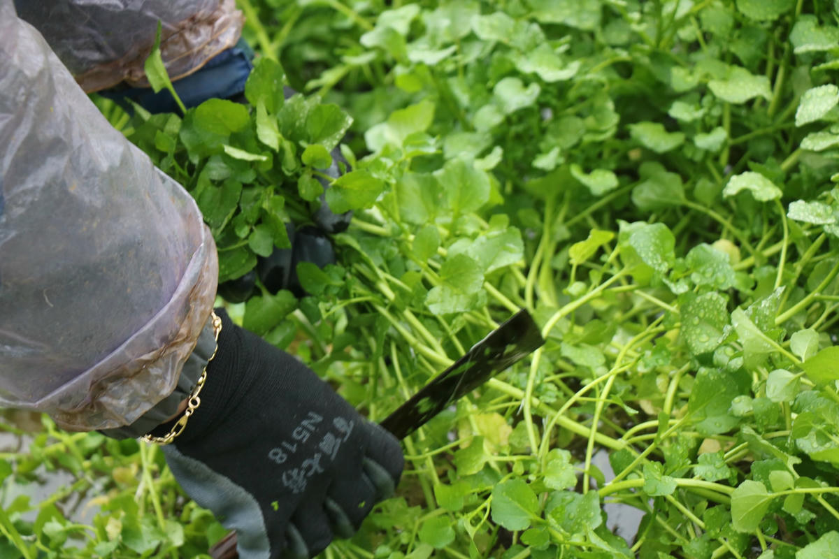 Theo đó, người ta sẽ dùng dao cắt phần ngọn.