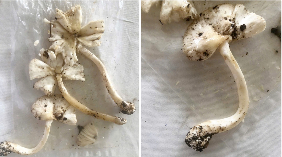 Hình ảnh loại nấm một bệnh nhân hái về ăn gây ngộ độc. Ảnh: Bệnh nhân cung cấp.