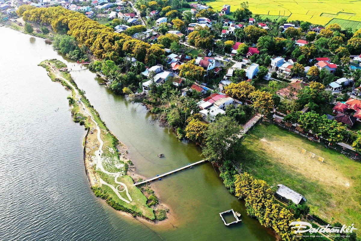 Khắp nơi ở TP Tam Kỳ đang bước vào mùa hao sưa vàng. Ảnh Tấn Thành