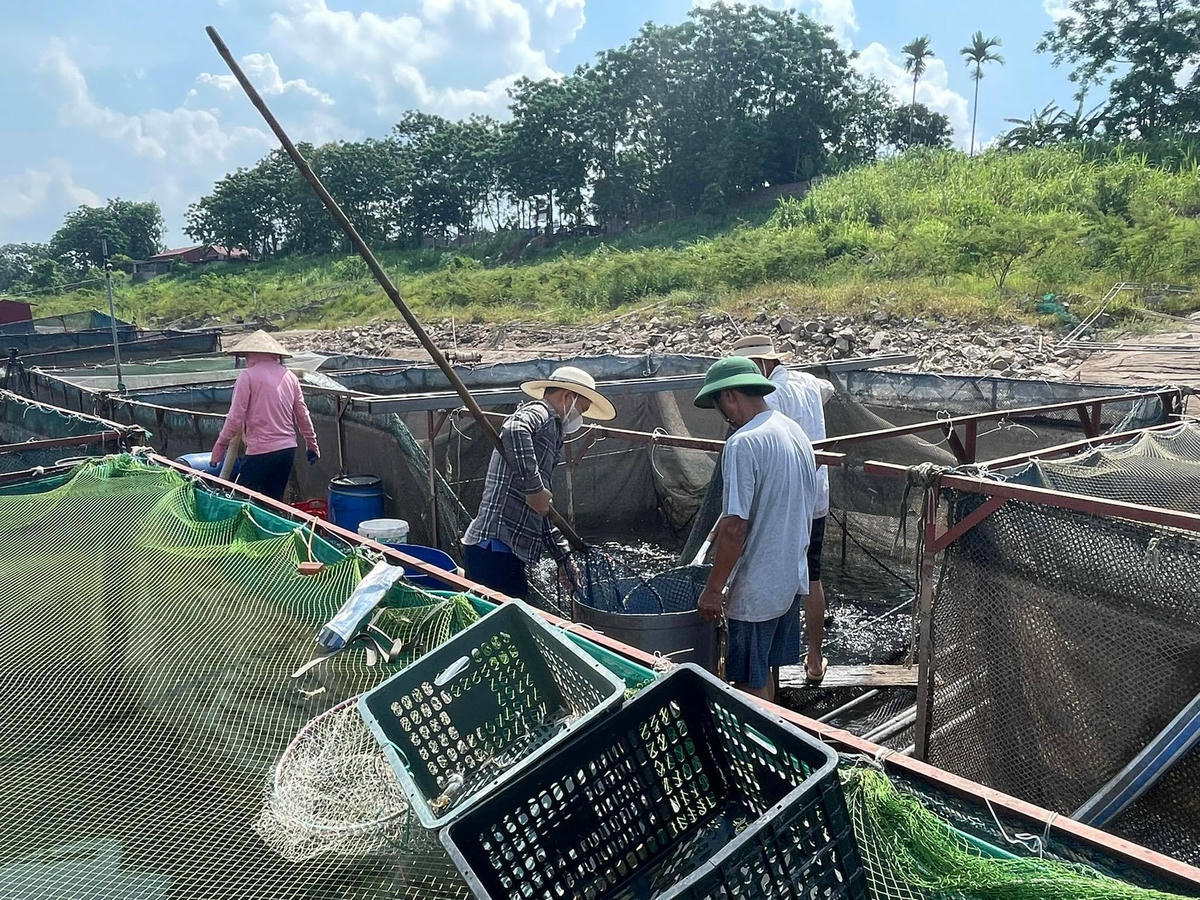 Mọi người ra sức cứu cá.