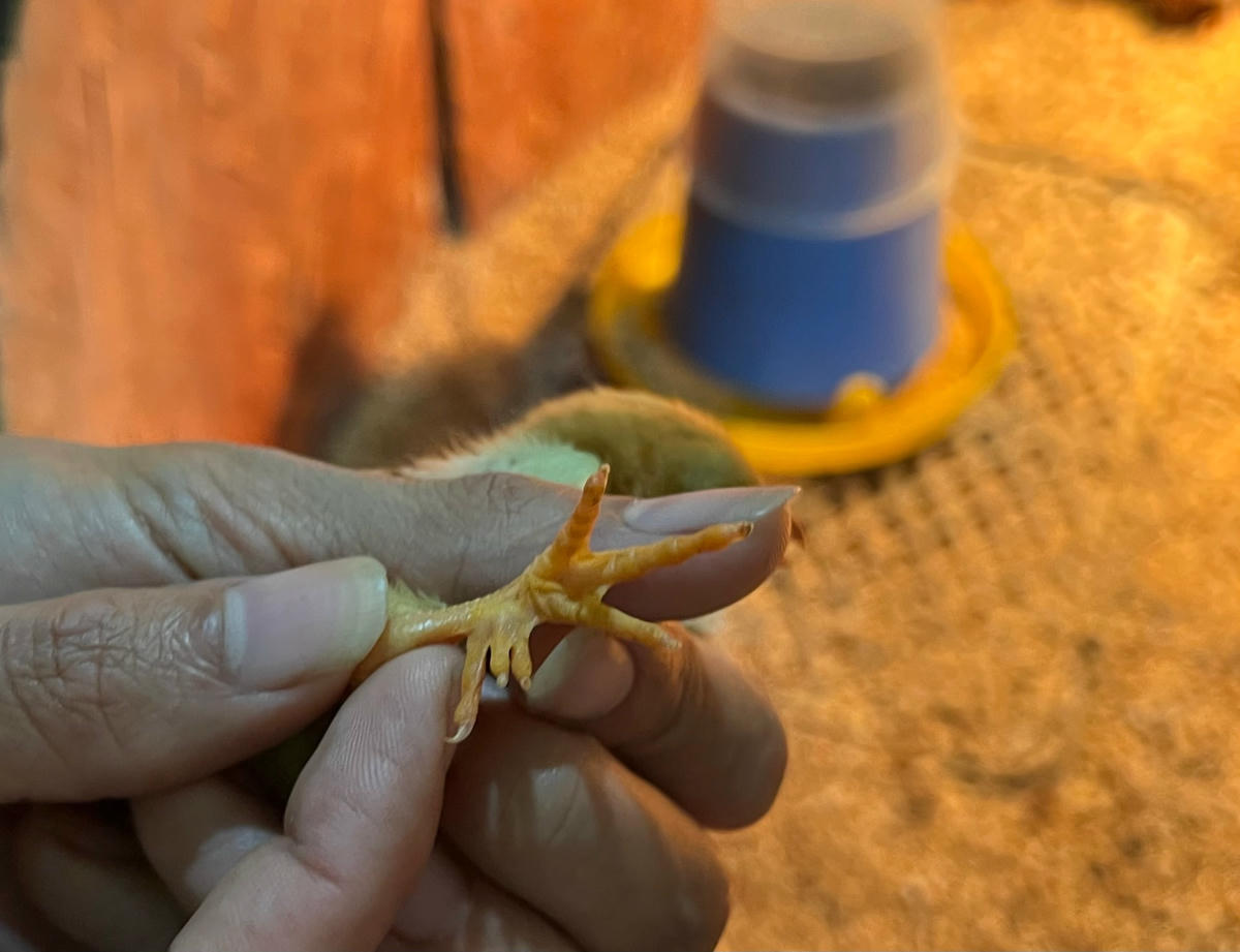 ... Kiểm tra chân gà con để lựa chọn chăm sóc...