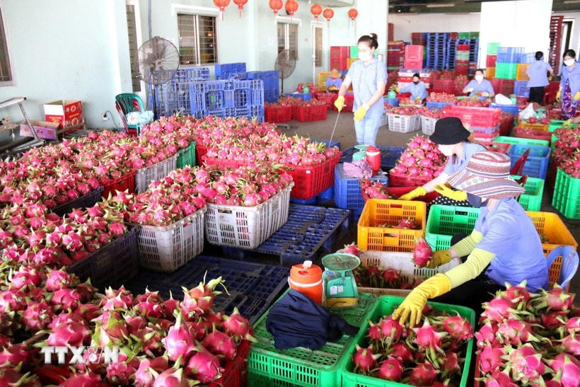 Nhiều lô hàng thanh long bị mắc kẹt vì thiếu giấy tờ theo chuẩn EU. (Ảnh: Hồng Hiếu/TTXVN)