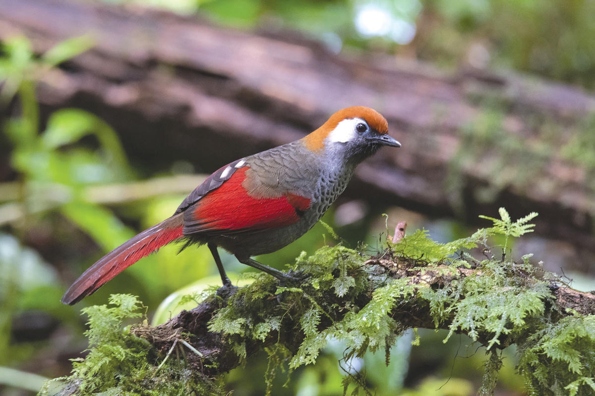 Các loài khướu đặc hữu nguy cơ tuyệt chủng cao ở Bắc Tây Nguyên.  