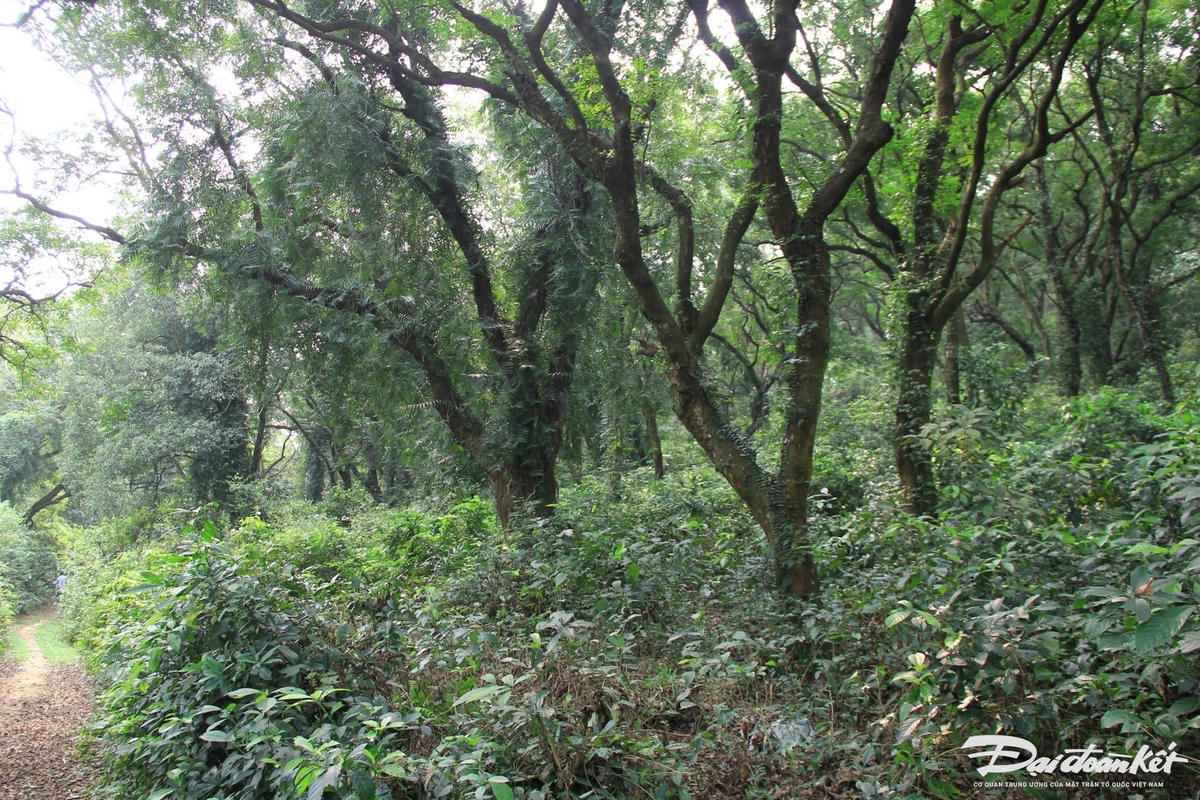Đây là một trong 90 khu bảo tồn thiên nhiên rừng đặc dụng, được bảo vệ nghiêm ngặt. Ban đầu, khu rừng chỉ rộng 350 ha, nhưng tới nay đã tăng thêm 170ha. Ảnh: Đình Minh