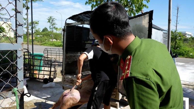 Lực lượng Công an tiêu hủy số lợn bị dịch tả lợn Châu Phi. Ảnh: Công an cung cấp.