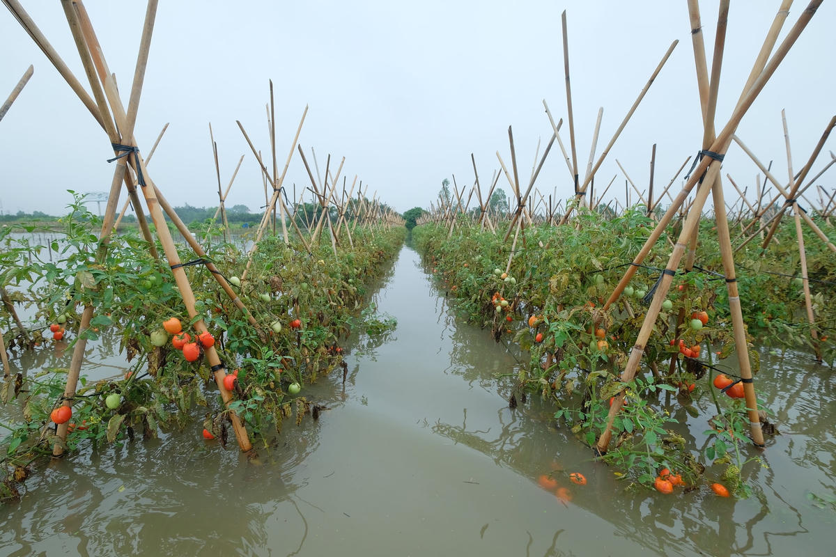 Cách đó không xa một ruộng cà chua cũng đang trong kỳ thu hoạch thì bị ngập.