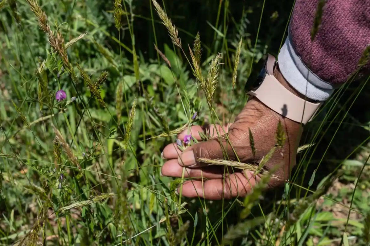 Adeeb xem xét những bông hoa trong khu vườn của cô ở Cánh đồng Taymen ở Upper Malboro, Maryland. Ảnh: Dee Dwyer / The Guardian.