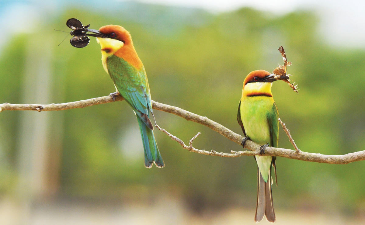 Mùa kết đôi của chim có tập tính đớp mồi trên không.  