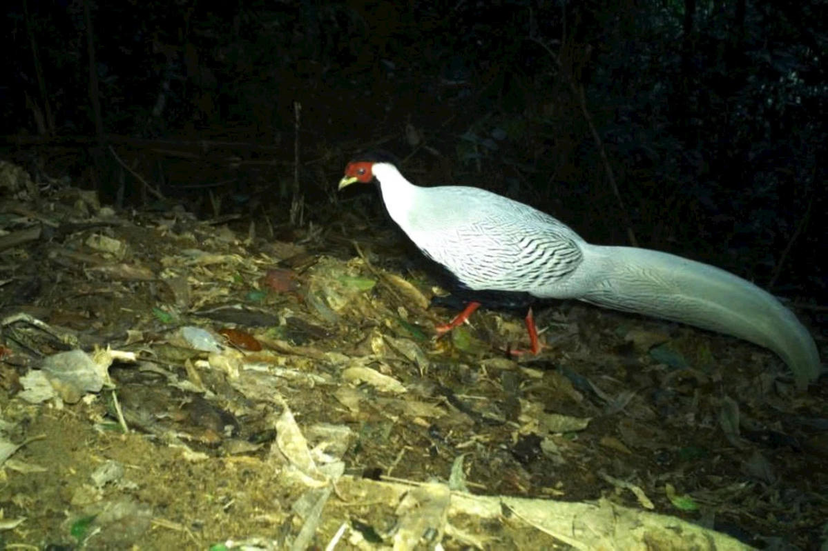 1 Nghệ An - Bẫy ảnh phát hiện gà lôi trắng quý hiếm