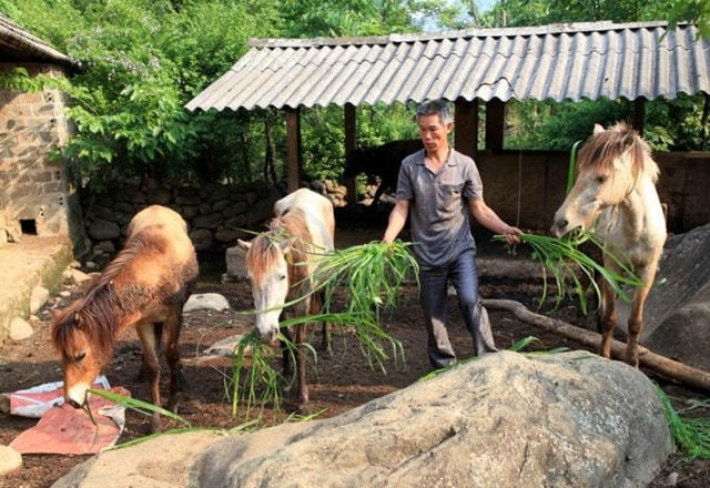 Nhiều mô hình chăn nuôi đã thành công nhờ nguồn vốn vay ưu đãi.