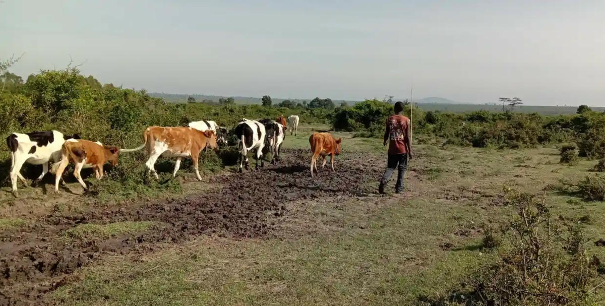 Bò được đưa đi chăn thả trong rừng. Ảnh: Wesley Langat.