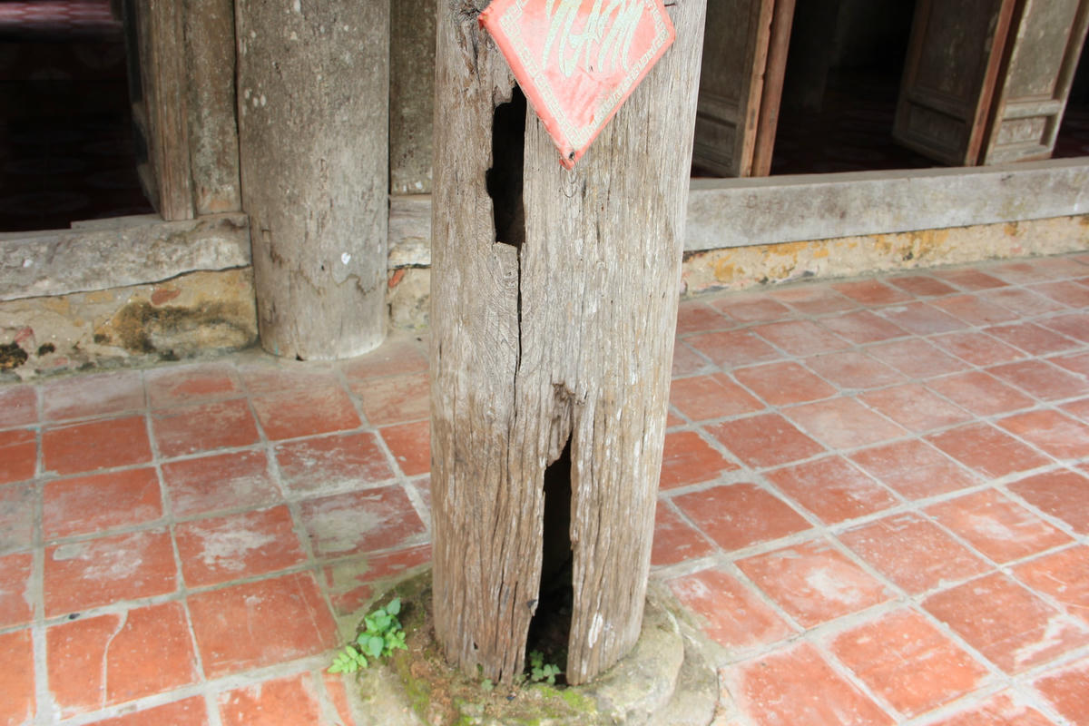 Cột bị hư hại, mục ruỗng. 