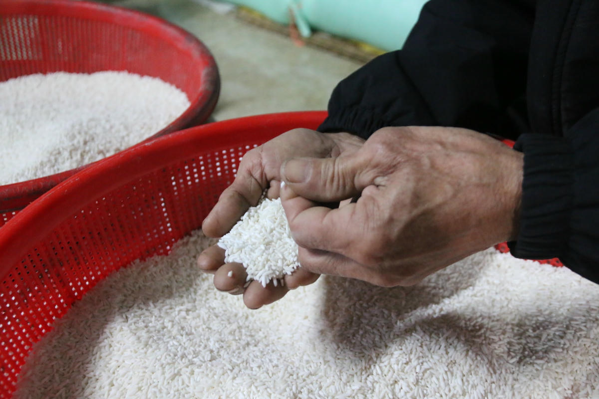 Ông Đào Bá Giai lựa chọn gạo nếp trước khi đem đi ngâm, làm bánh.
