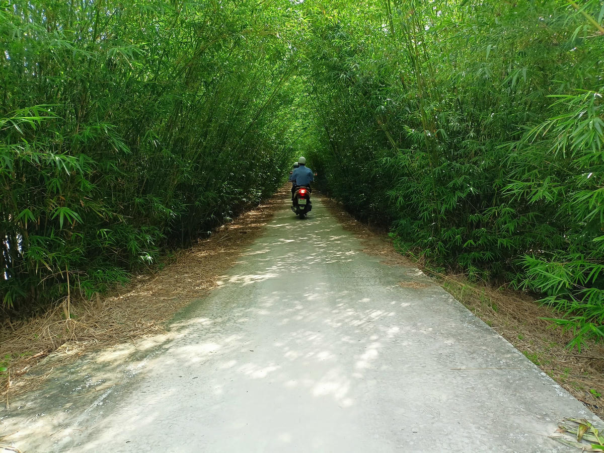 Diện mạo đường nông thôn ở xã NTM Trí Lực rợp bóng mát.