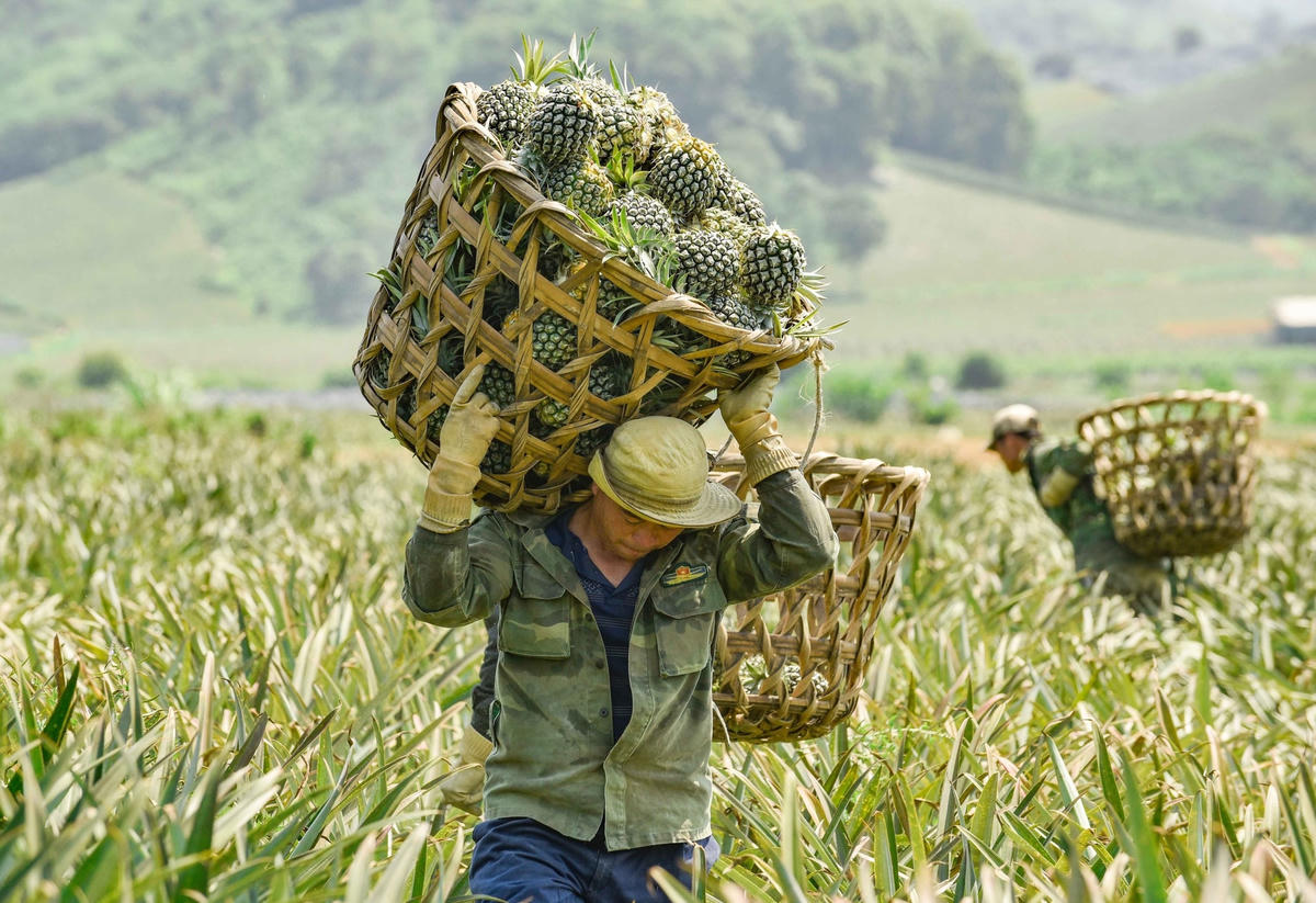 Mặc dù thời tiết tại Thanh Hóa những ngày qua rất khắc nghiệt nhưng trên các cánh đồng, các tốp nông dân vẫn không ngại vất vả, gùi từng sọt dứa trên lưng để mang bán cho thương lái..  